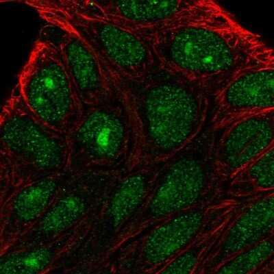 Immunocytochemistry/ Immunofluorescence: PRRG2 Antibody [NBP1-87229]