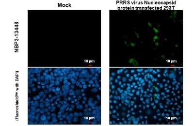 Immunocytochemistry/ Immunofluorescence: PRRSV Nucleocapsid Antibody [NBP3-13448]