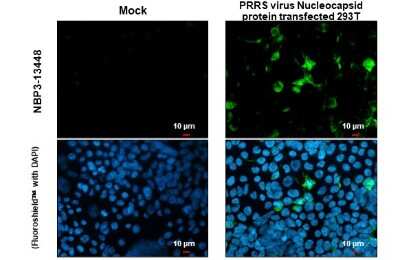 Immunocytochemistry/ Immunofluorescence: PRRSV Nucleocapsid Antibody [NBP3-13448]