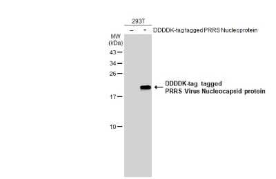 Western Blot: PRRSV Nucleocapsid Antibody [NBP3-13448]
