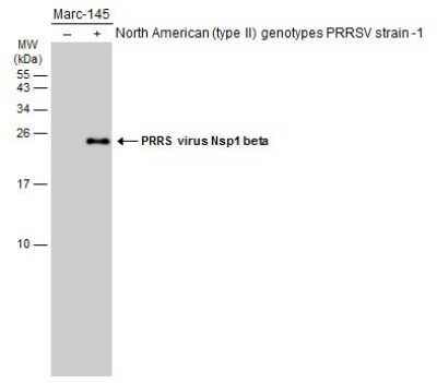 Western Blot: PRRSV nsp1 beta Antibody [NBP3-13276]