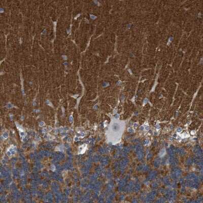 Immunohistochemistry-Paraffin: PRRT2 Antibody [NBP1-84168]