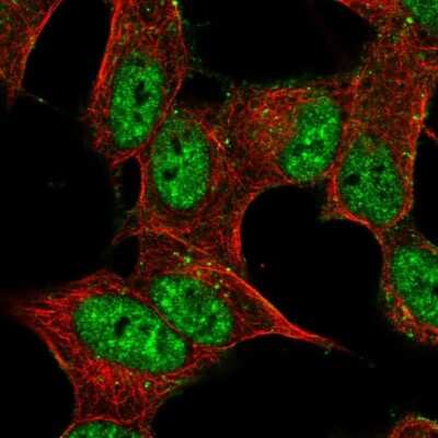 Immunocytochemistry/ Immunofluorescence: PRRT4 Antibody [NBP2-37917]