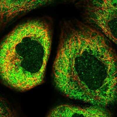 Immunocytochemistry/ Immunofluorescence: PRUNE Antibody [NBP1-84055]