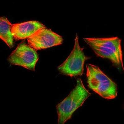 Immunocytochemistry/ Immunofluorescence: PSAP Antibody (4D5F4) - BSA Free [NBP2-37422]