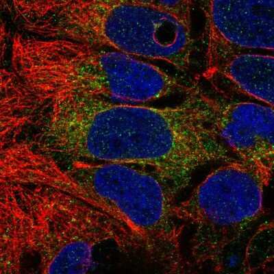 Immunocytochemistry/ Immunofluorescence: PSAPL1 Antibody [NBP2-32635]