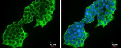 Immunocytochemistry/ Immunofluorescence: PSAT1 Antibody (GT1353) [NBP3-13548]