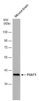 Western Blot: PSAT1 Antibody (GT1353) [NBP3-13548]