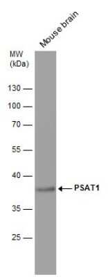 Western Blot: PSAT1 Antibody (GT2918) [NBP3-13545]