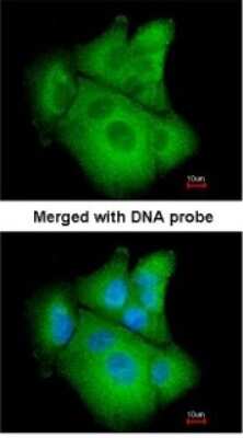 Immunocytochemistry/ Immunofluorescence: PSAT1 Antibody [NBP1-32920]