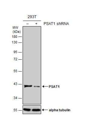 Knockdown Validated: PSAT1 Antibody [NBP1-32920]