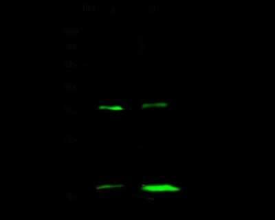 Western Blot: PSCA Antibody [NBP2-98728]