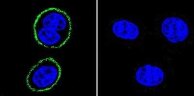 Immunocytochemistry/ Immunofluorescence: PSD-95 Antibody (6G6-1C9) - BSA Free [NB300-556]