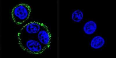 Immunocytochemistry/ Immunofluorescence: PSD-95 Antibody (6G6-1C9) - BSA Free [NB300-556]