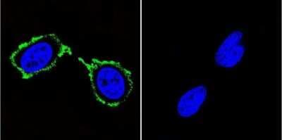 Immunocytochemistry/ Immunofluorescence: PSD-95 Antibody (6G6-1C9) - BSA Free [NB300-556]