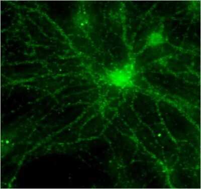 Immunocytochemistry/ Immunofluorescence: PSD-95 Antibody (6G6-1C9) - BSA Free [NB300-556]