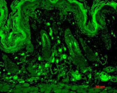 Immunohistochemistry: PSD-95 Antibody (7E3) [NBP2-12872]