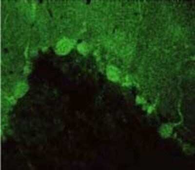 Immunocytochemistry/ Immunofluorescence: PSD93 Antibody [NB300-546]