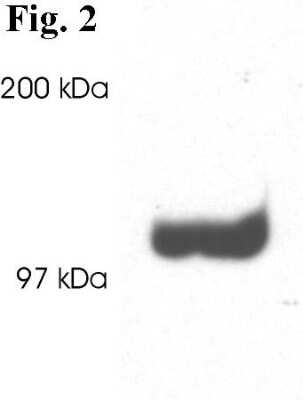 Western Blot: PSD93 Antibody [NB300-546]