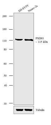 Western Blot: PSD93 Antibody [NB300-546]