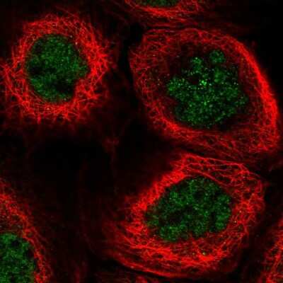 Immunocytochemistry/ Immunofluorescence: PSF3 Antibody [NBP1-92300]