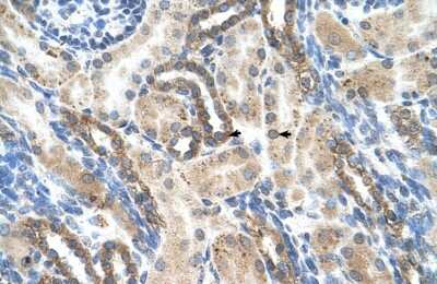 Immunohistochemistry-Paraffin: PSG1 Antibody [NBP1-58001]