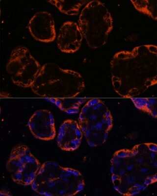 Immunocytochemistry/ Immunofluorescence: PSG1 Antibody - BSA Free [NBP2-93944]