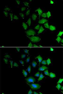 Immunocytochemistry/ Immunofluorescence: PSG1 Antibody - BSA Free [NBP2-95140]