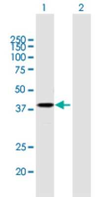Western Blot: PSG2 Antibody [H00005670-B01P]