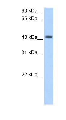 Western Blot: PSG5 Antibody [NBP1-57973]