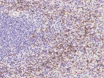 Immunohistochemistry-Paraffin: PSGL-1/CD162 Antibody (031) [NBP2-90247]
