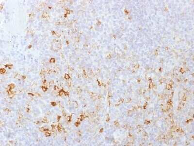 Immunohistochemistry-Paraffin: PSGL-1/CD162 Antibody (PSGL1/1601) - Azide and BSA Free [NBP2-54380]
