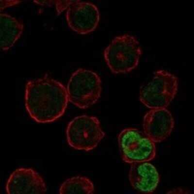 Immunocytochemistry/ Immunofluorescence: PSKH2 Antibody [NBP3-17421]