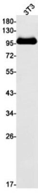 Western Blot: PSMA/FOLH1/NAALADase I Antibody (S09-4F8) [NBP3-19750]