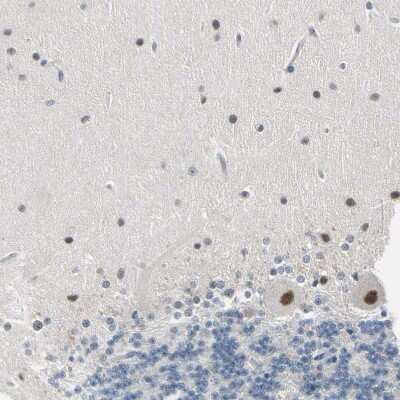 Immunohistochemistry-Paraffin: PSMA2 Antibody [NBP1-92292]