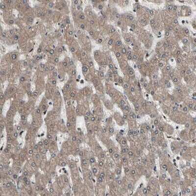 Immunohistochemistry-Paraffin: PSMA2 Antibody [NBP1-92292]