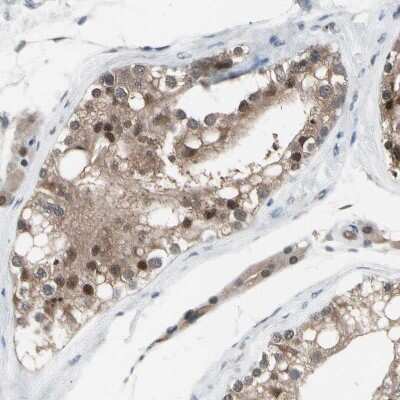 Immunohistochemistry-Paraffin: PSMA2 Antibody [NBP1-92292]