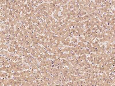 Immunohistochemistry-Paraffin: PSMA2 Antibody [NBP2-99609]