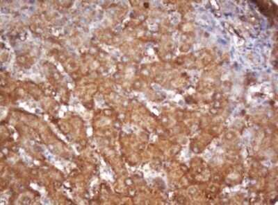 Immunohistochemistry: PSMA2 Antibody (OTI3D9) - Azide and BSA Free [NBP2-73687]