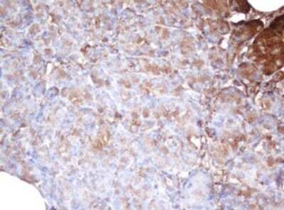 Immunohistochemistry: PSMA2 Antibody (OTI3D9) - Azide and BSA Free [NBP2-73687]