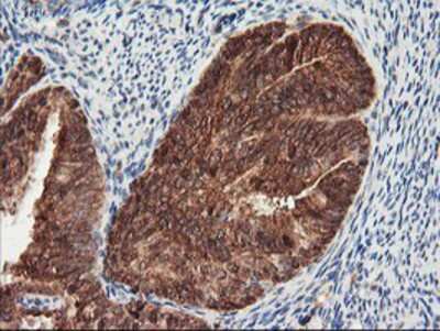 Immunohistochemistry-Paraffin: PSMA4 Antibody (OTI4B8) [NBP2-01608]