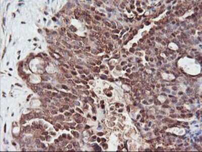 Immunohistochemistry-Paraffin: PSMA4 Antibody (OTI4B8) [NBP2-01608]