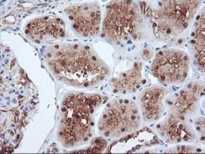 Immunohistochemistry-Paraffin: PSMA4 Antibody (OTI4B8) [NBP2-01608]