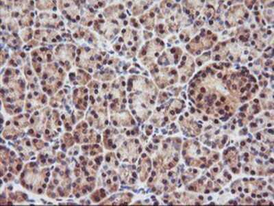 Immunohistochemistry-Paraffin: PSMA4 Antibody (OTI4B8) [NBP2-01608]