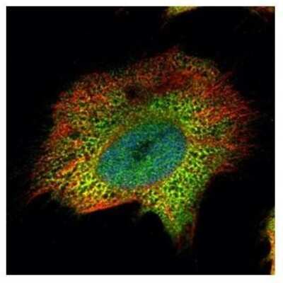 Immunocytochemistry/ Immunofluorescence: PSMA4 Antibody [NBP2-19982]