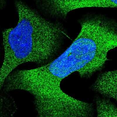Immunocytochemistry/ Immunofluorescence: PSMA4 Antibody [NBP2-38754]