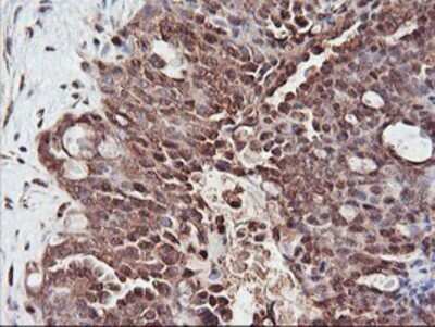 Immunohistochemistry: PSMA4 Antibody (OTI4B8) - Azide and BSA Free [NBP2-73690]