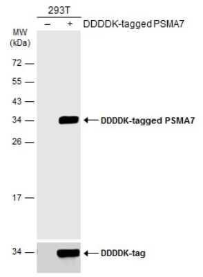 Western Blot: PSMA7 Antibody [NBP1-33539]