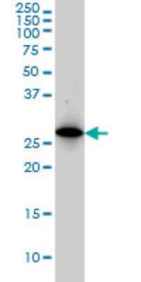 Western Blot: PSMA8 Antibody (2E3) [H00143471-M03]