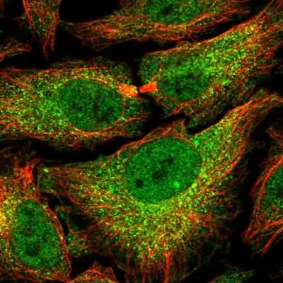 Immunocytochemistry/ Immunofluorescence: PSMB7 Antibody [NBP2-58648]